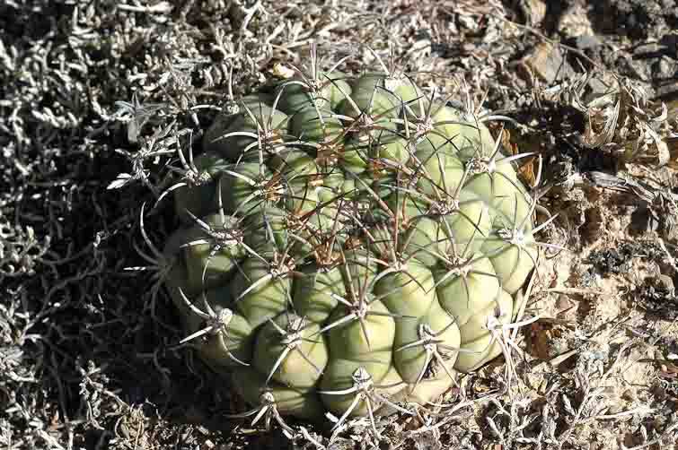 Gymnocalycium pflanzii